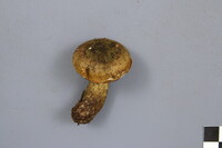 Lactarius sordidus image